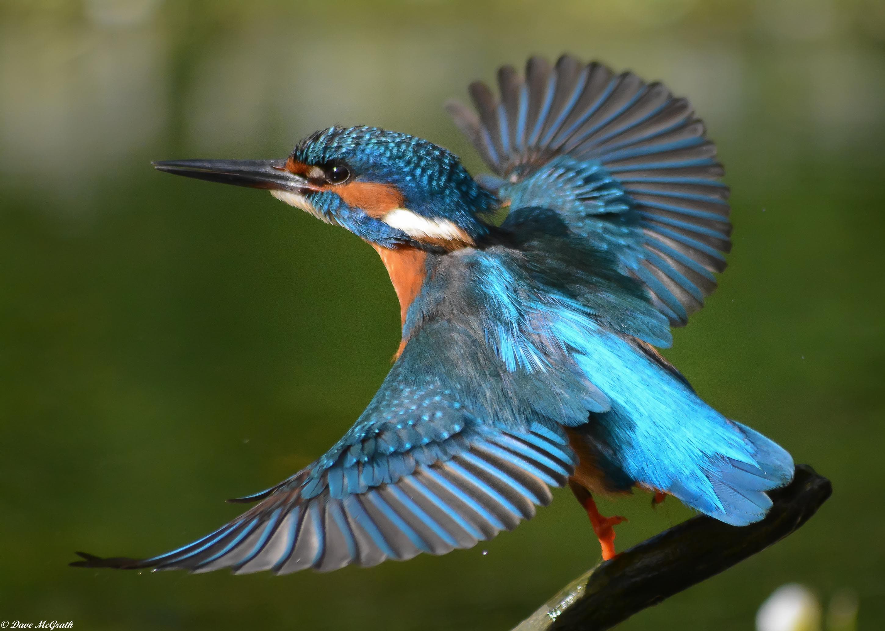 Wildlife Protection